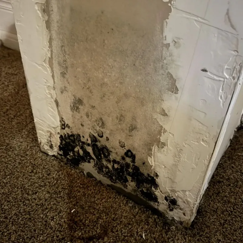 Professional Mold Removal in Wanatah, IN
